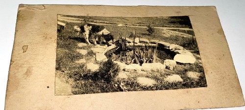 Rare vintage american pet - id'd,