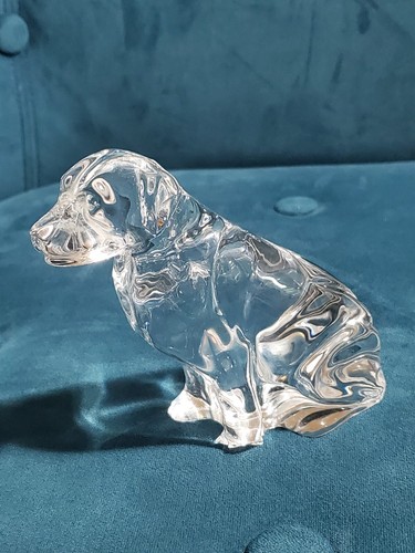 Waterford labrador dog - waterford,